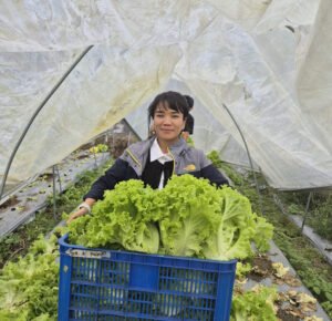 Postharvest Intervention: Improving Lettuce Quality through Practical Precooling Intervention