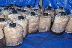 Postharvest Intervention: Mushroom